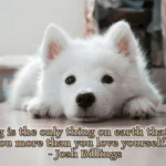 Josh billings quote "A dog is the only thing on earth that loves you more than you love yourself." white dog laying down pic