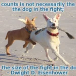 Dwight d eisenhower quotes dog quotes dogs playing on beach